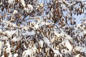 bomen onder de sneeuw foto