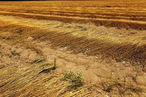 vlas veld. herfst foto