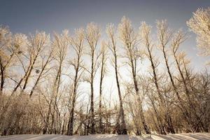 bomen in de winter foto