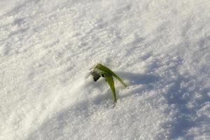 groen gras onder de sneeuw foto