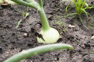 groene uien in het veld foto