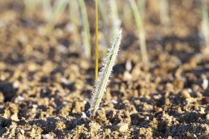 groene tarwe in vorst, close-up foto