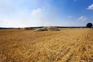 graan oogsten. veld foto