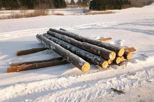 gekapte bomen. sneeuw foto