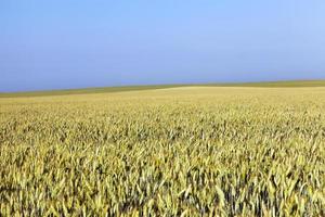 onrijpe vergeling van tarwe foto