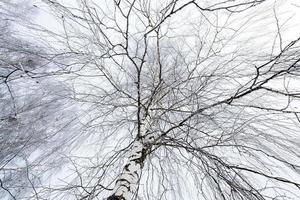 bomen in het bos in het winterseizoen foto