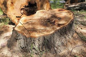 bomen omhakken die van binnen zijn verrot foto