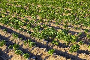 jonge bladeren van aardappel foto