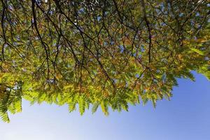 kleurrijke bomen in het bos in de herfst foto