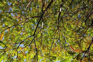 kleurrijke bomen in het bos in de herfst foto