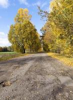 verharde weg met bomen foto