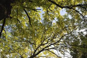 kleurrijke loofbomen in de bosherfst foto