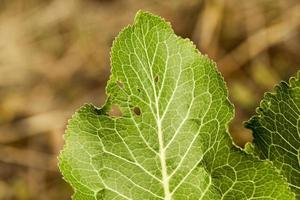 groene bladeren van mierikswortel foto