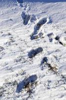 menselijke voetafdrukken in de sneeuw foto