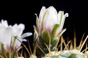 witte cactusbloemen foto