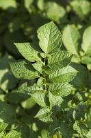 groene bladeren van aardappelen foto