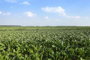 veld met suikerbieten foto