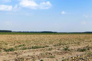 uien veld oogsten foto