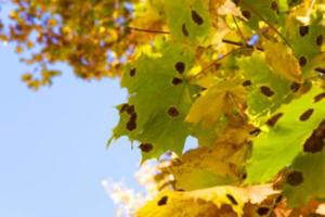 herfst in het park foto