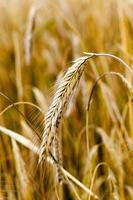 rijpe granen, close-up foto