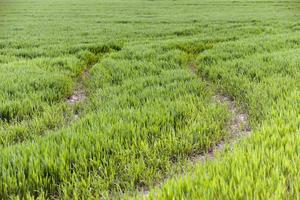 groene tarwe, close-up foto