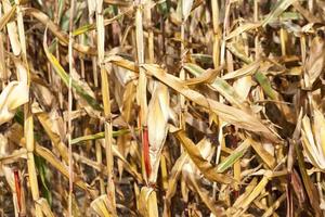 maïs op een landbouwveld foto