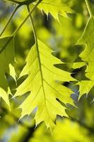 heldergroen gebladerte van eikenhout foto