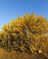 herfst specificiteit, bomen foto