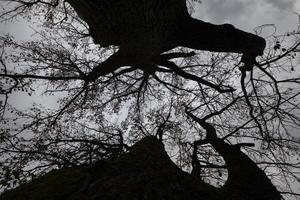 silhouetten van kale bomen foto