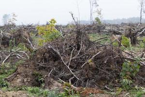 takken van bomen na een storm foto