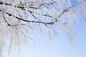 besneeuwde bladverliezende berken foto