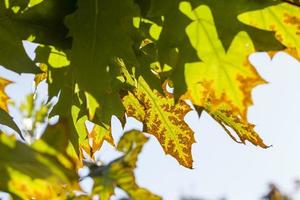 eiken gebladerte, close-up foto