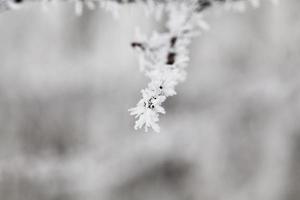 winterdag na een sneeuwval foto