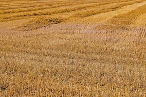 graan oogsten, landbouw foto