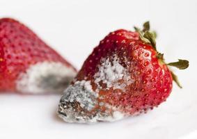 schimmel op aardbeien foto