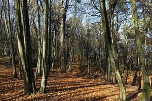 heuvelachtig gebied in het herfstseizoen foto