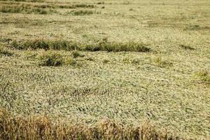 echte biologische groene rogge foto