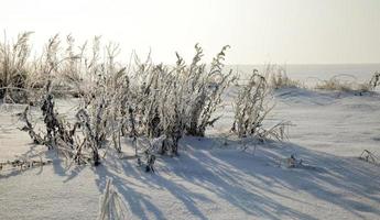 sneeuw en ijs bedekt gras foto