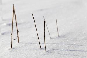 droog gras steekt uit, close-up foto