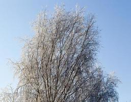 winterdag na een sneeuwval foto