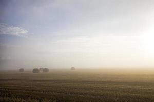 stro stapels, veld foto