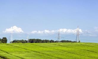 nieuwe oogst van tarwe of rogge, onbekende granen foto