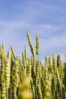 natuurlijke groene oren van tarwe foto