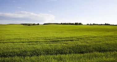 zomerlandschap met groene granen foto