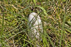 wilde gevaarlijke paddenstoelen foto