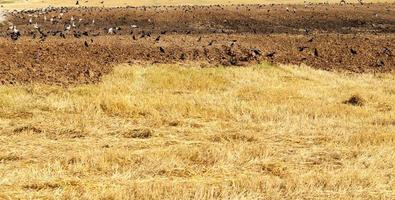 een zeer groot aantal verschillende soorten vogels foto