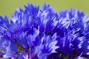 blauwe wilde bloemen korenbloemen foto