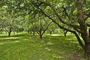 bomen groeien, park foto