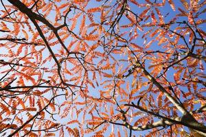 rode bladeren van bomen foto