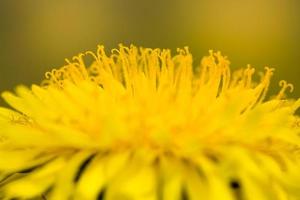 echte wilde gele mooie paardebloemen foto